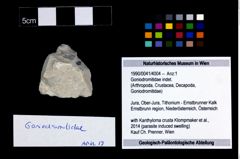 Foto (Objekt + Etikett) von Goniodromitidae indet.  (NHMW-GEO-1990-0041-4004)